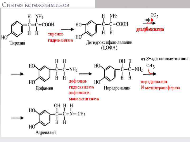 Схема синтеза катехоламинов