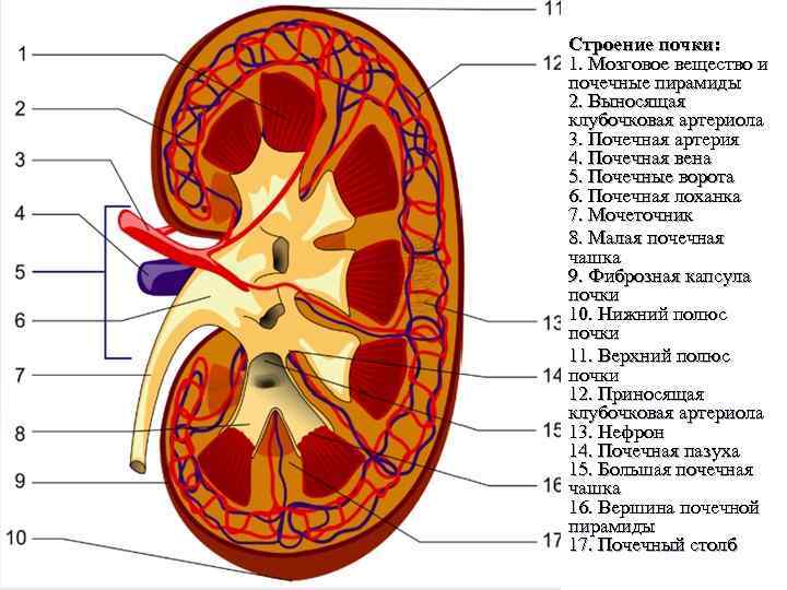 { 2 Строение почки: 1. Мозговое вещество и почечные пирамиды 2. Выносящая клубочковая артериола