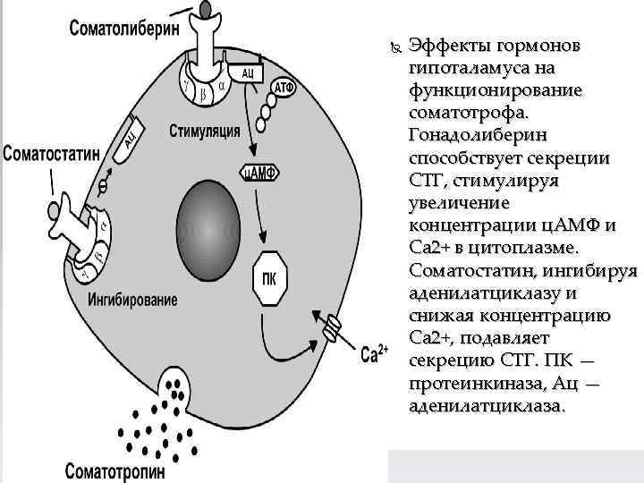  26 Эффекты гормонов гипоталамуса на функционирование соматотрофа. Гонадолиберин способствует секреции СТГ, стимулируя увеличение