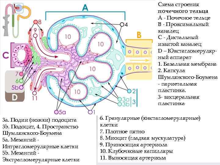 Схема строения почечного тельца А - Почечное тельце В - Проксимальный каналец С -