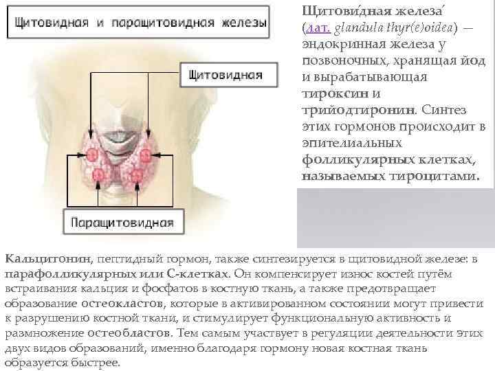 конопля и щитовидка