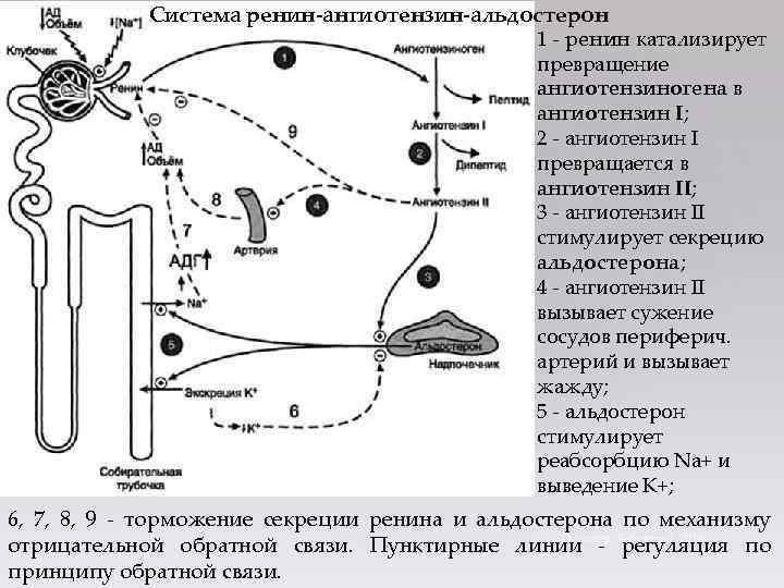 Система ренин-ангиотензин-альдостерон 1 - ренин катализирует превращение ангиотензиногена в ангиотензин I; 2 - ангиотензин