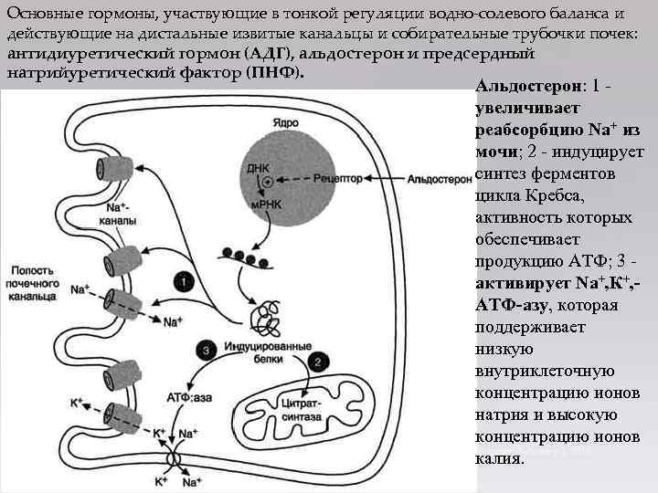 Основные гормоны, участвующие в тонкой регуляции водно-солевого баланса и действующие на дистальные извитые канальцы