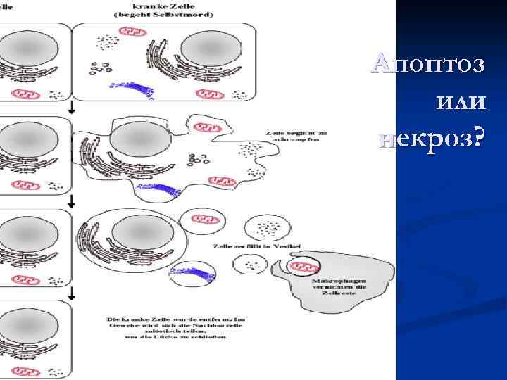 Апоптоз или некроз? 