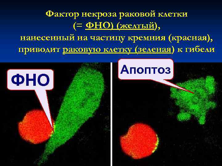 Фно. Факторы некроза опухоли иммунология. Фактор некроза опухоли (ФНО). Фактор некроза опухоли Альфа повышен. ФНО иммунология.