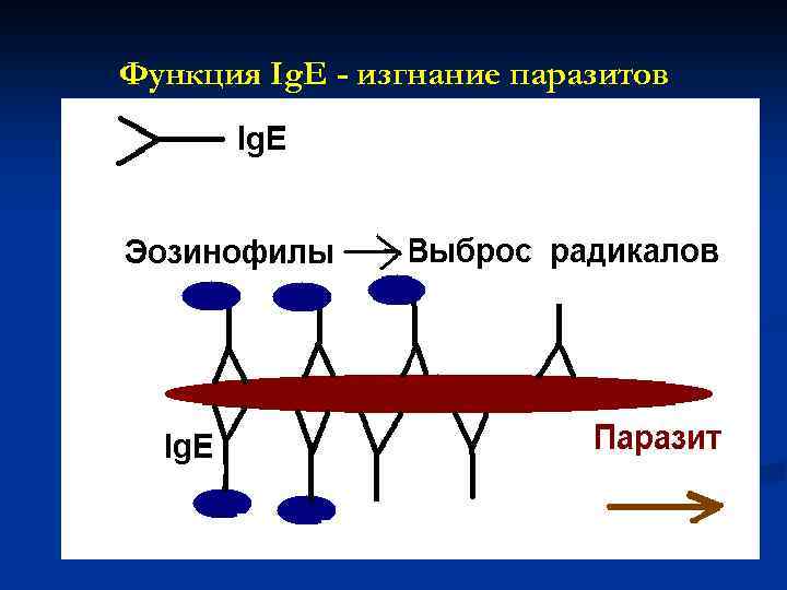 Функция Ig. E - изгнание паразитов 