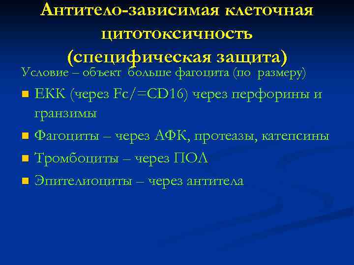 Антитело-зависимая клеточная цитотоксичность (специфическая защита) Условие – объект больше фагоцита (по размеру) ЕКК (через
