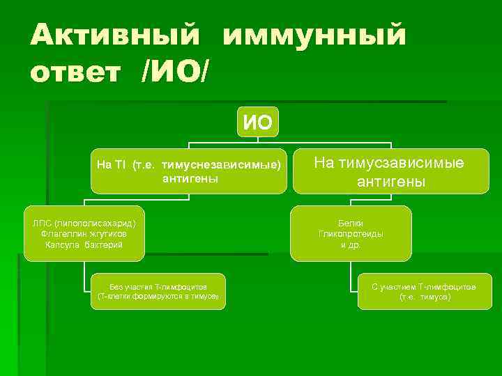 Активный иммунный ответ /ИО/ ИО На TI (т. е. тимуснезависимые) антигены ЛПС (липополисахарид) Флагеллин