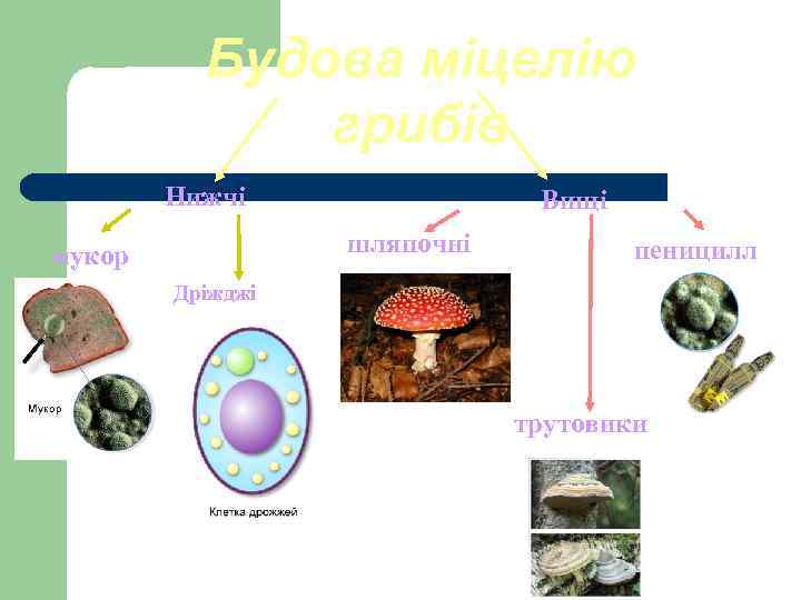 Будова міцелію грибів Нижчі Вищі шляпочні мукор пеницилл Дріжджі трутовики 
