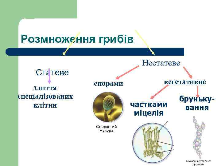 Розмноження грибів Нестатеве Статеве злиття спеціалізованих клітин спорами вегетативне частками міцелія брунькування 