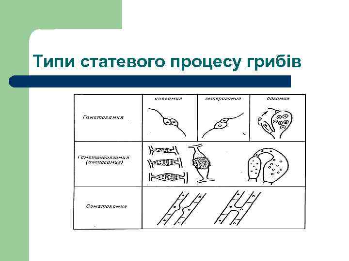 Типи статевого процесу грибів 