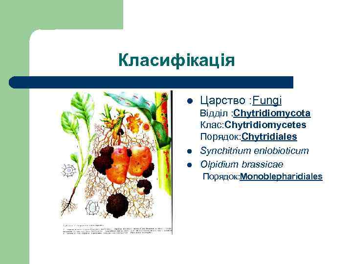 Класифікація l l l Царство : Fungi Відділ : Chytridiomycota Клас: Chytridiomycetеs Порядок: Chytridiales