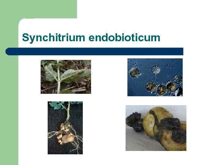 Synchitrium endobioticum 