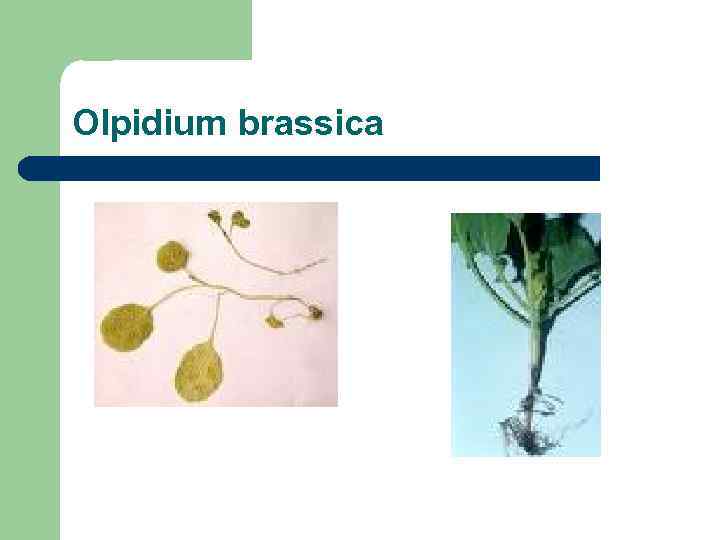 Olpidium brassica 