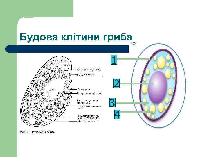 Будова клітини гриба 1 2 3 4 