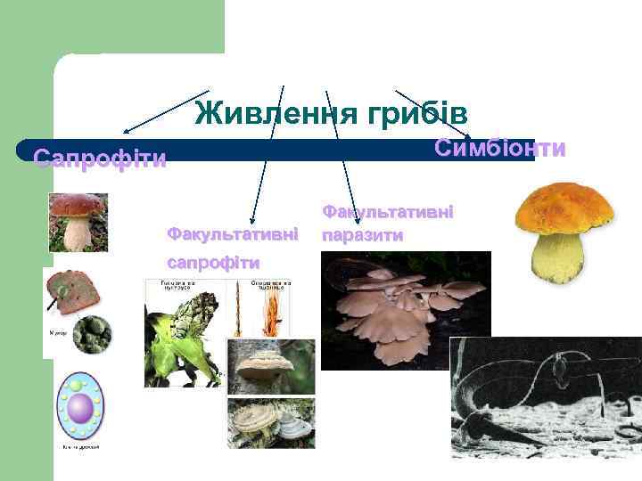 Живлення грибів Сапрофіти Факультативні сапрофіти Симбіонти Факультативні паразити 