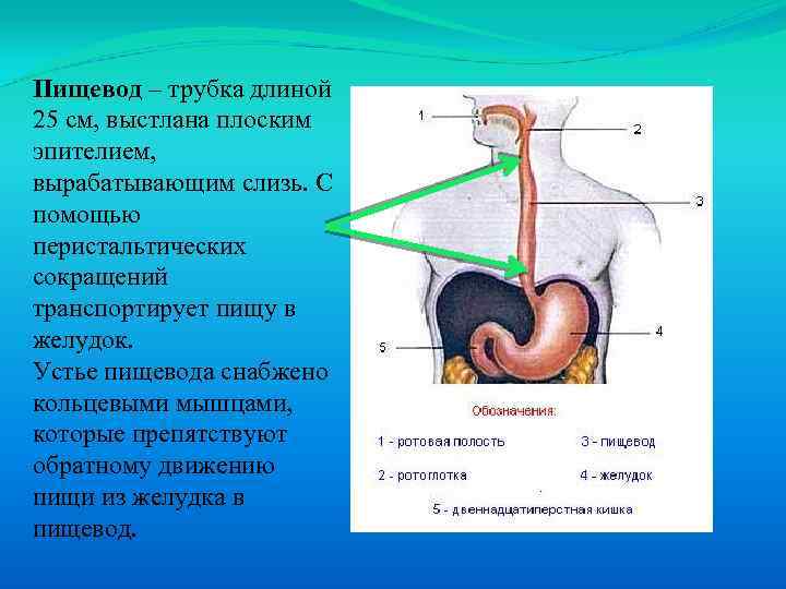 Пищевод – трубка длиной 25 см, выстлана плоским эпителием, вырабатывающим слизь. С помощью перистальтических