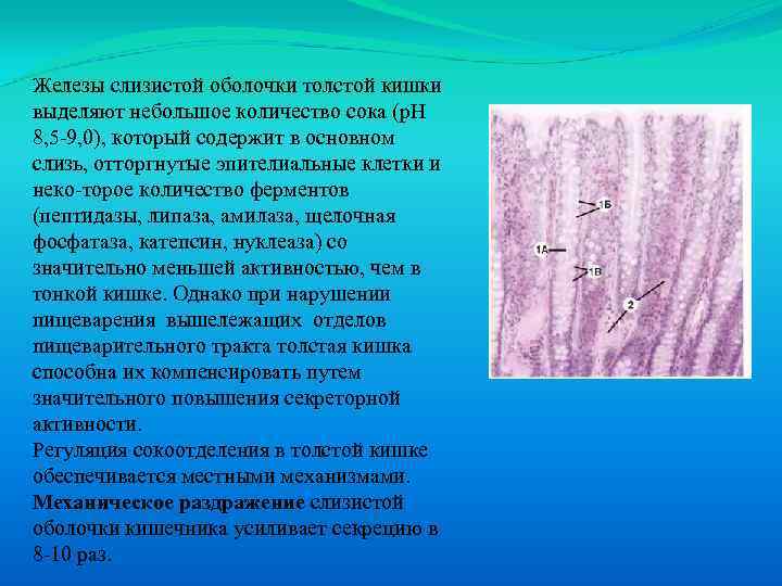 Железы слизистой оболочки толстой кишки выделяют небольшое количество сока (р. Н 8, 5 9,