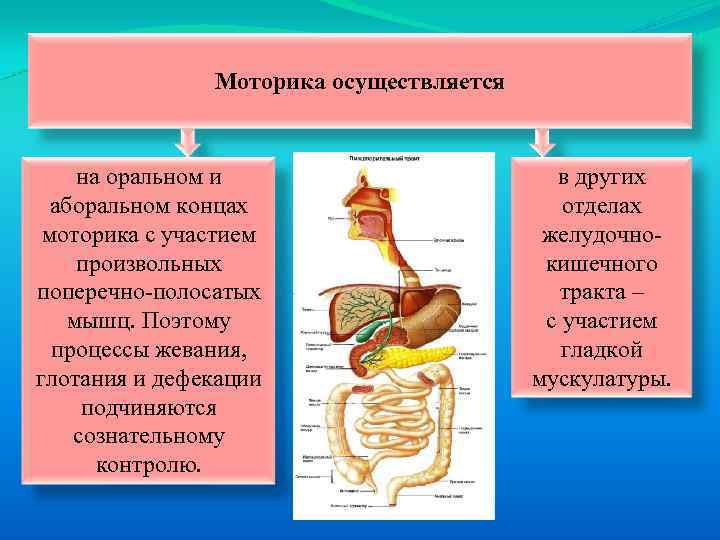 Моторика осуществляется на оральном и аборальном концах моторика с участием произвольных поперечно полосатых мышц.