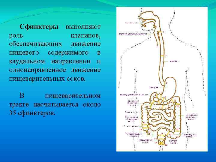 Сфинктеры выполняют роль клапанов, обеспечивающих движение пищевого содержимого в каудальном направлении и однонаправленное движение
