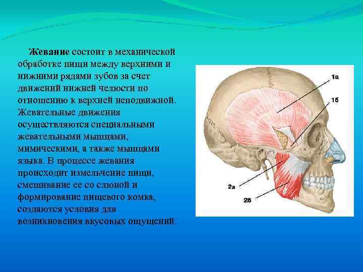 Жевание состоит в механической обработке пищи между верхними и нижними рядами зубов за счет