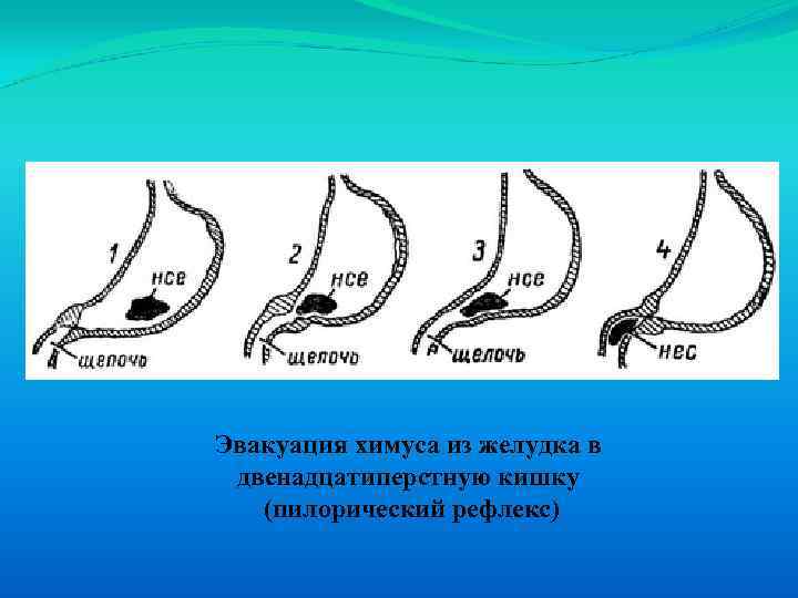 Эвакуация химуса из желудка в двенадцатиперстную кишку (пилорический рефлекс) 