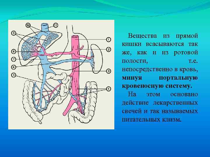 Вещества из прямой кишки всасываются так же, как и из ротовой полости, т. е.
