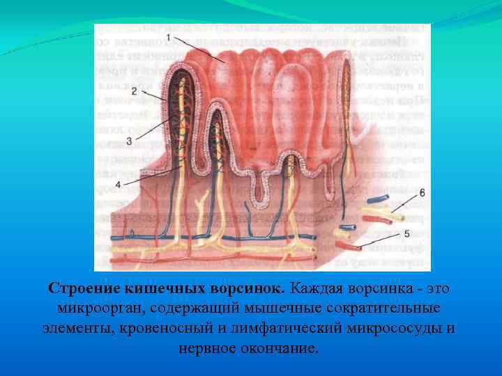 Строение кишечных ворсинок. Каждая ворсинка это микроорган, содержащий мышечные сократительные элементы, кровеносный и лимфатический