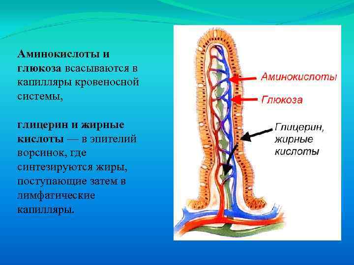 Аминокислоты и глюкоза всасываются в капилляры кровеносной системы, глицерин и жирные кислоты — в