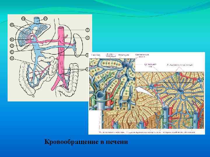 Кровообращение в печени 