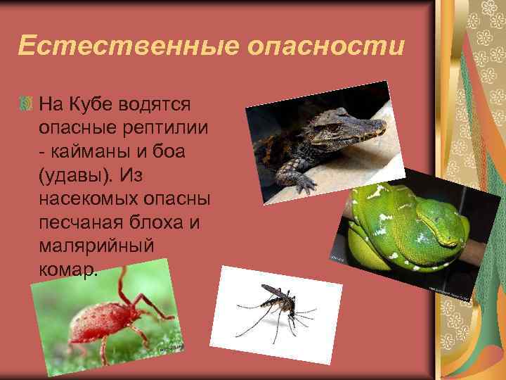 Естественные опасности На Кубе водятся опасные рептилии - кайманы и боа (удавы). Из насекомых