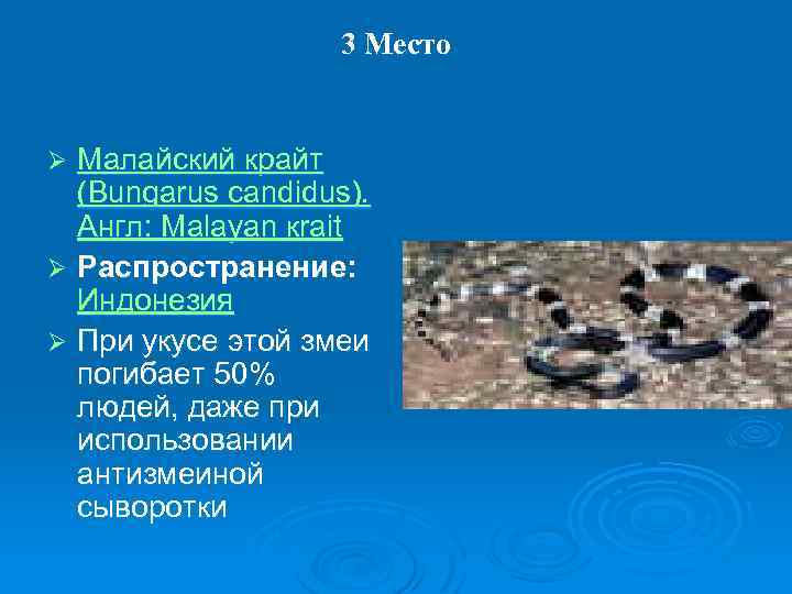 3 Место Малайский крайт (Bungarus candidus). Англ: Malayan кrait Ø Распространение: Индонезия Ø При