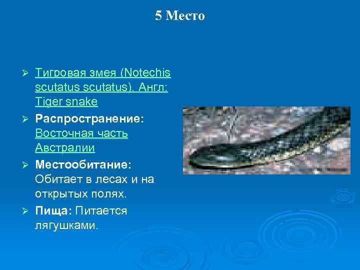 5 Место Тигровая змея (Notechis scutatus). Англ: Tiger snake Ø Распространение: Восточная часть Австралии