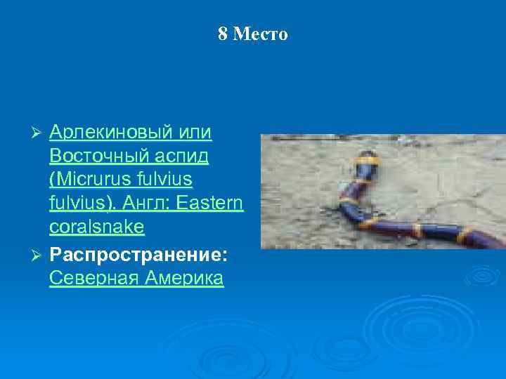 8 Место Арлекиновый или Восточный аспид (Micrurus fulvius). Англ: Eastern coralsnake Ø Распространение: Северная