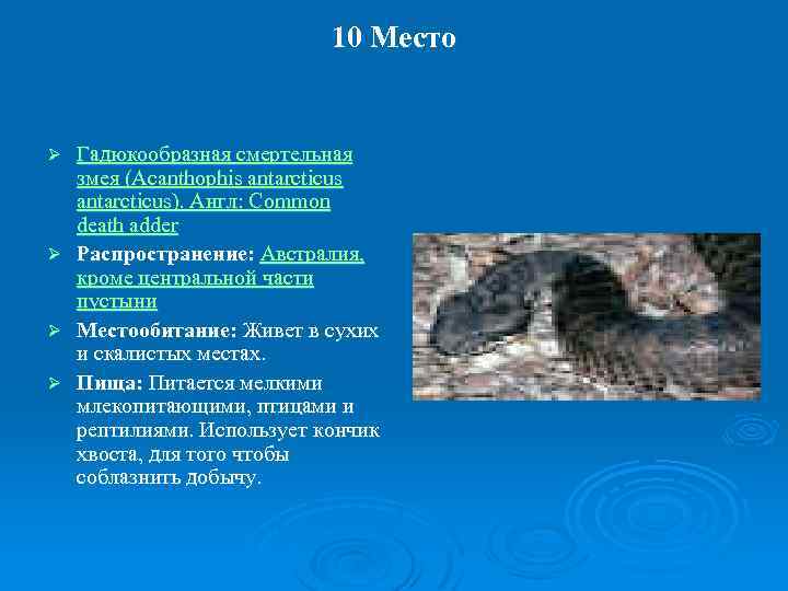10 Место Ø Ø Гадюкообразная смертельная змея (Acanthophis antarcticus). Англ: Common death adder Распространение: