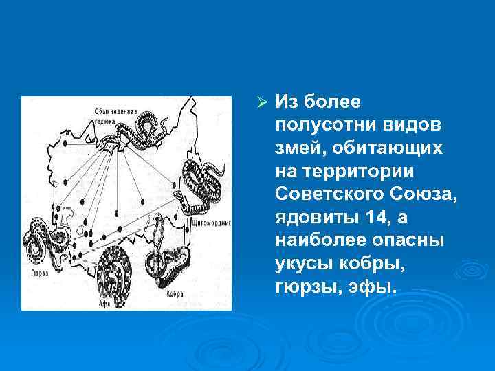 Ø Из более полусотни видов змей, обитающих на территории Советского Союза, ядовиты 14, а