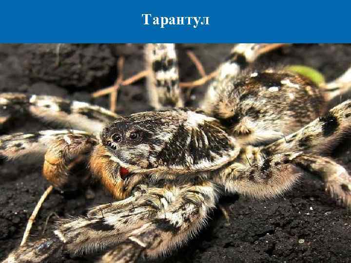 Тарантул 