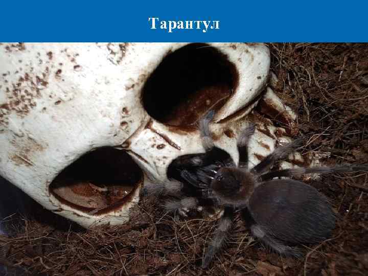 Тарантул 