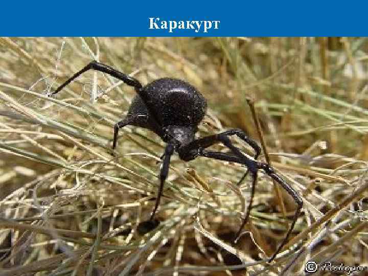 Каракурт 