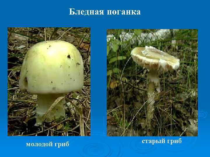 Бледная поганка молодой гриб старый гриб 