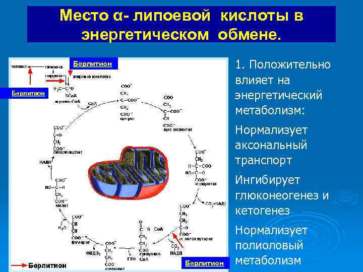 Место α- липоевой кислоты в энергетическом обмене. 1. Положительно влияет на энергетический метаболизм: Берлитион