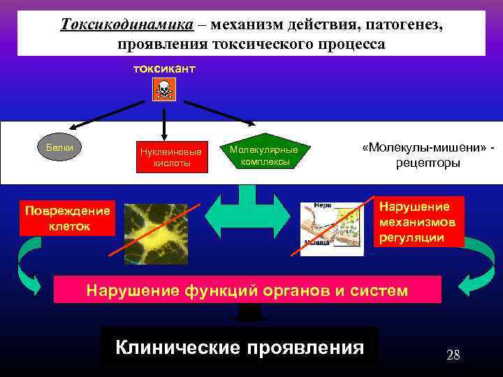 Проявления токсического процесса. Токсикодинамика. Механизм действия токсикантов. Токсикокинетика и токсикодинамика Ветеринария. Общие механизмы действия токсикантов.