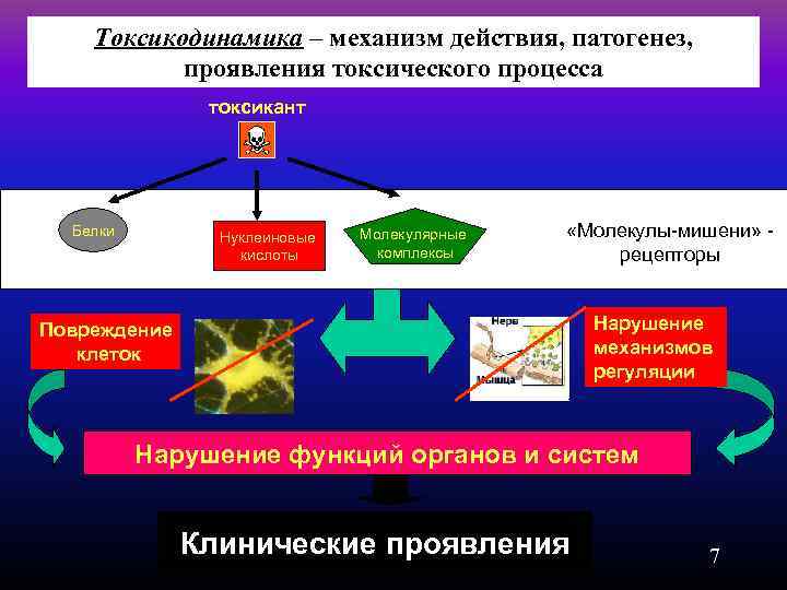 Токсикодинамика – механизм действия, патогенез, проявления токсического процесса токсикант Белки Нуклеиновые кислоты Молекулярные комплексы
