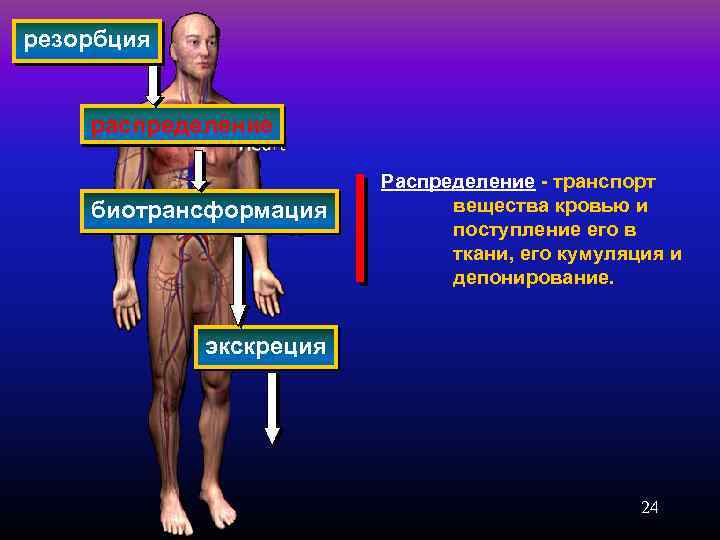 резорбция распределение биотрансформация Распределение - транспорт вещества кровью и поступление его в ткани, его