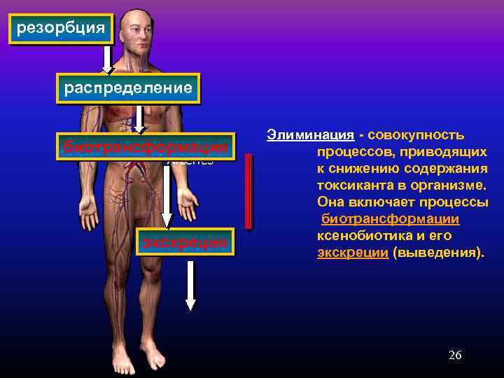 резорбция распределение биотрансформация экскреция Элиминация - совокупность процессов, приводящих к снижению содержания токсиканта в