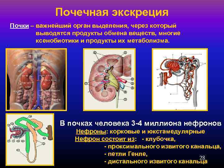 Почечная экскреция Почки – важнейший орган выделения, через который выводятся продукты обмена веществ, многие