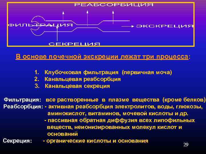 В основе почечной экскреции лежат три процесса: 1. Клубочковая фильтрация (первичная моча) 2. Канальцевая