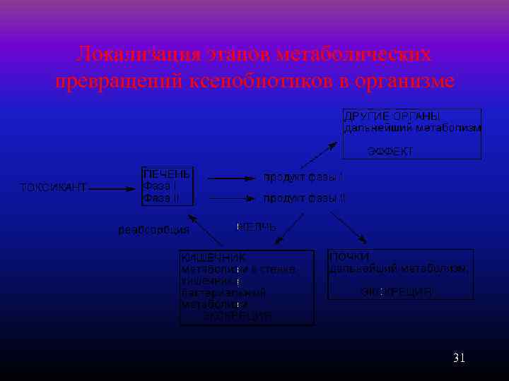 Локализация этапов метаболических превращений ксенобиотиков в организме 31 