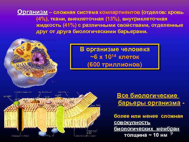 Организм – сложная система компартментов (отделов: кровь (4%), ткани, внеклеточная (13%), внутриклеточная жидкость (41%)