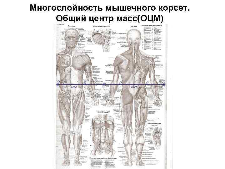 Многослойность мышечного корсет. Общий центр масс(ОЦМ) 